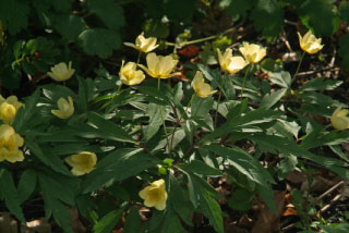 Anemone x lipsiensis syn. Anemone x intermedia bestellen